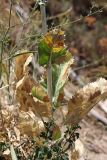 Eryngium macrocalyx. Часть стебля с листьями. Южный Казахстан, горы Алатау (Даубаба), Западное ущелье. 14.07.2014.