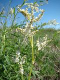 Aconogonon alpinum