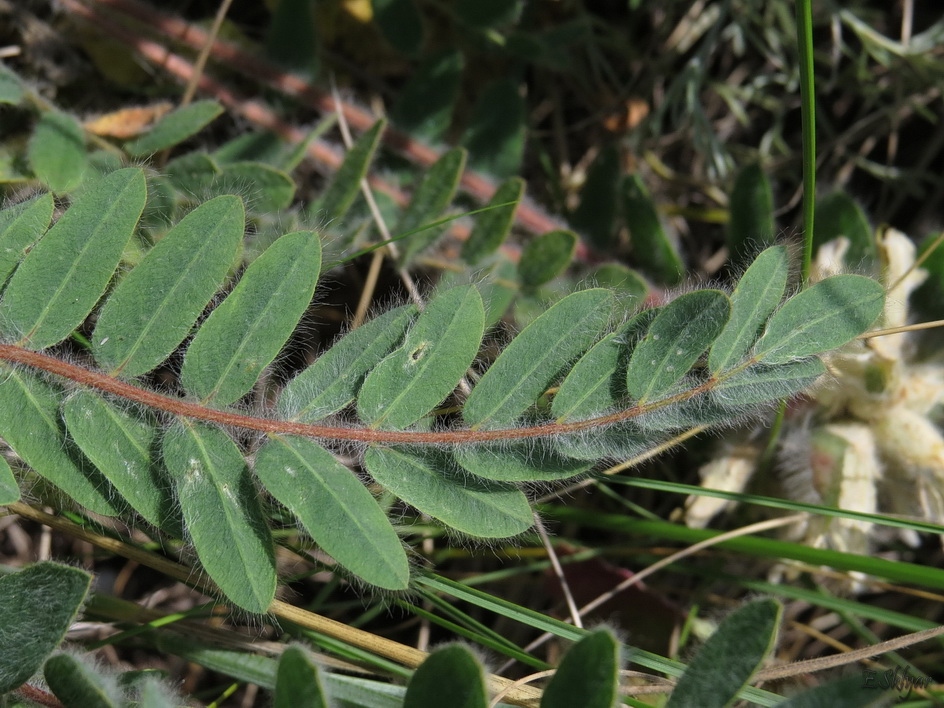 Изображение особи Astragalus dasyanthus.