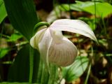 Cypripedium macranthos. Цветок (гипохромная форма). Приморье, окр. г. Находка. 06.06.2015.