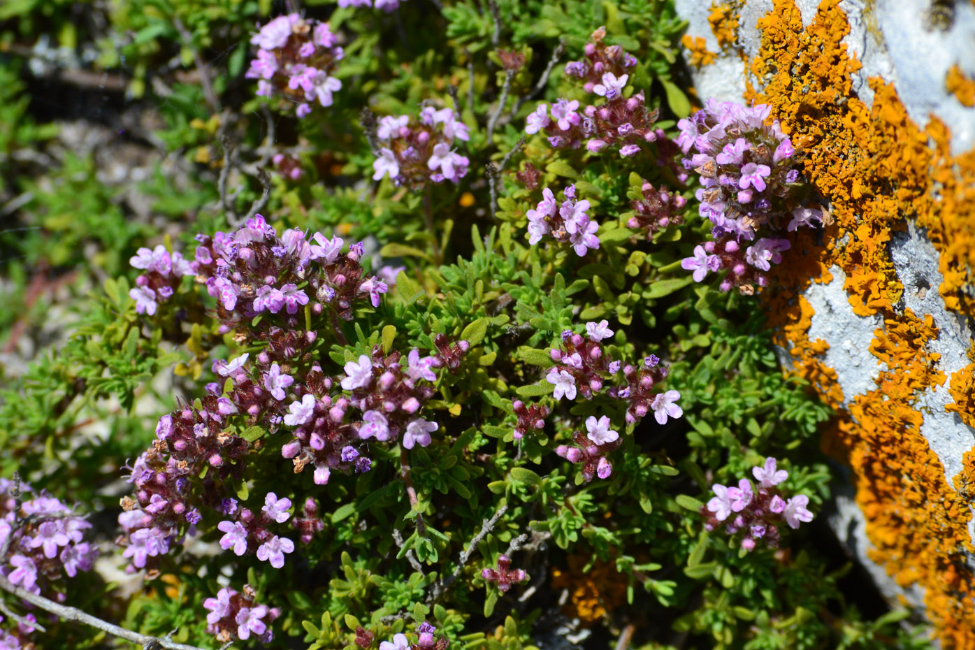 Изображение особи Thymus moldavicus.