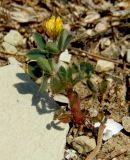 Medicago minima