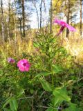 Phlox paniculata. Верхушки побегов с цветками и завязавшимися плодами. Томск, окр. пос. Новый, заброшенный садовый участок. 24.09.2016.