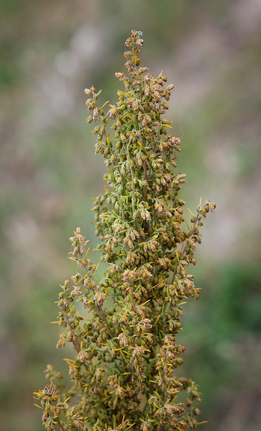 Изображение особи Artemisia campestris.