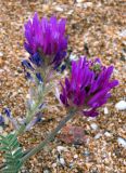 Astragalus onobrychis