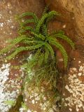 Asplenium trichomanes