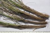 Festuca djimilensis