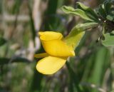 Caragana mollis