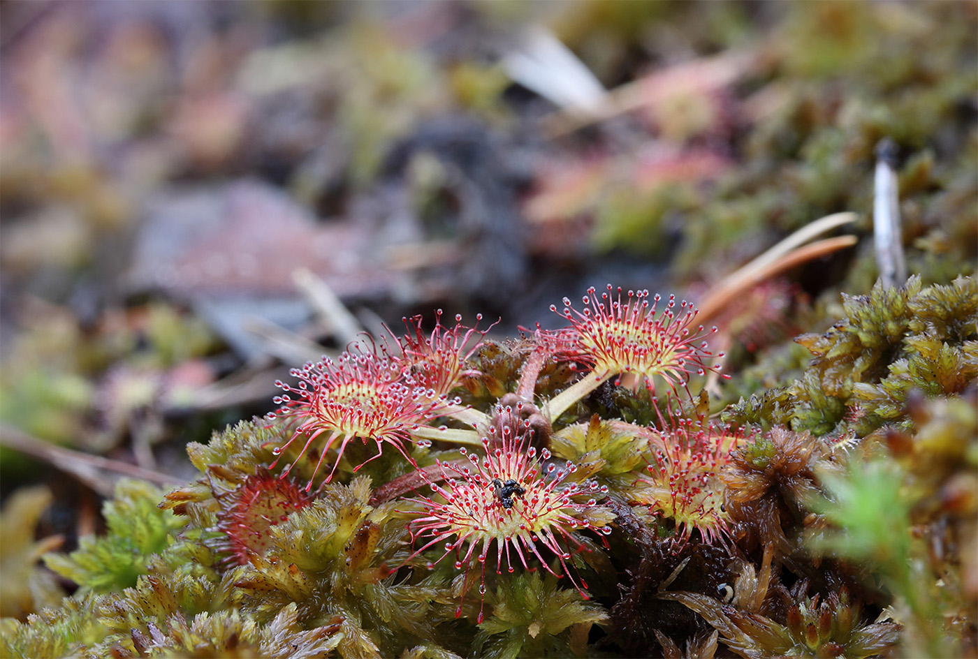 Изображение особи Drosera rotundifolia.