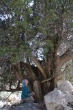 Cupressus sempervirens