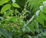 Ailanthus altissima