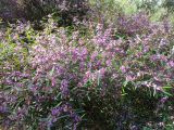 Hovea acutifolia