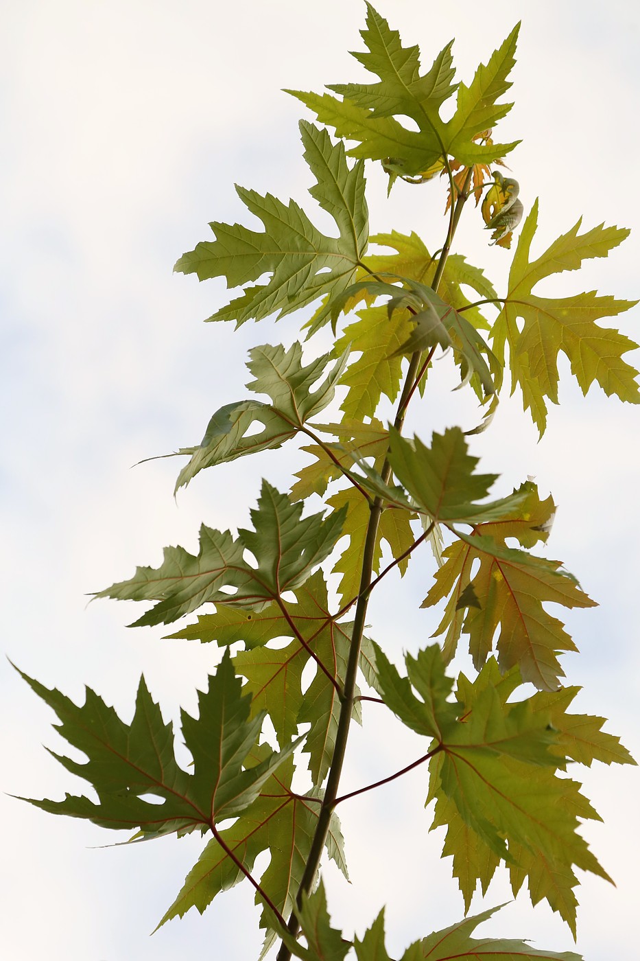 Изображение особи Acer saccharinum.