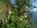 Astragalus frigidus. Верхушки цветущих побегов и листья. Магаданская обл., окр. г. Магадан, побережье бухты Гертнера, травянистый приморский склон сопки. 24.06.2017.