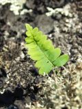 Polypodium sibiricum