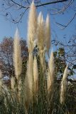 Cortaderia selloana