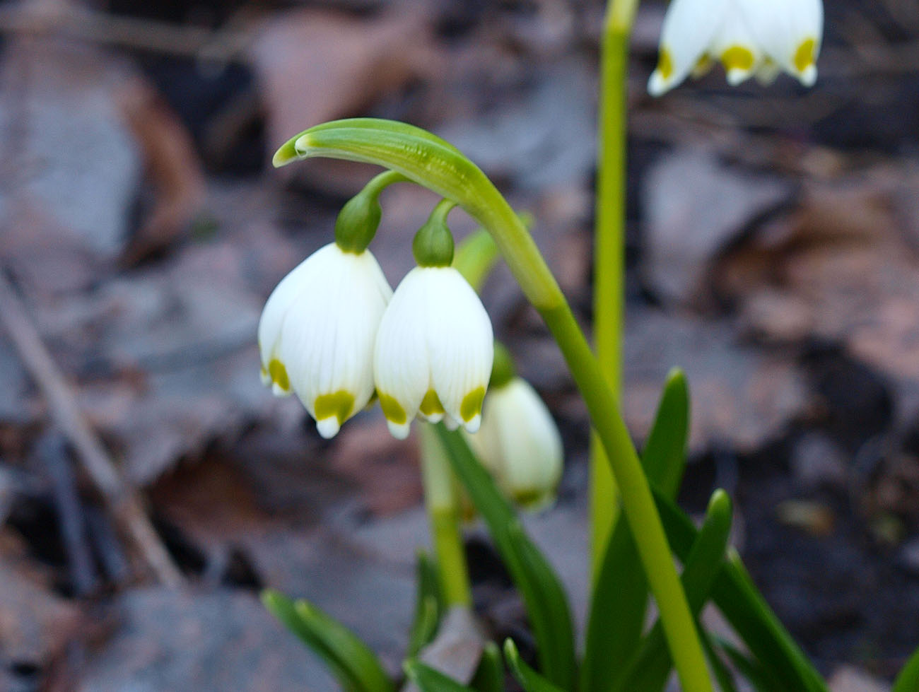 Изображение особи Leucojum vernum.