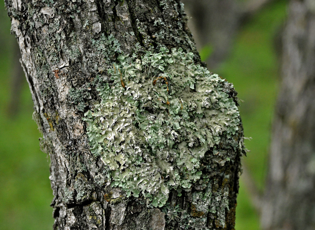 Изображение особи семейство Parmeliaceae.