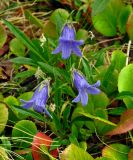 Campanula dasyantha