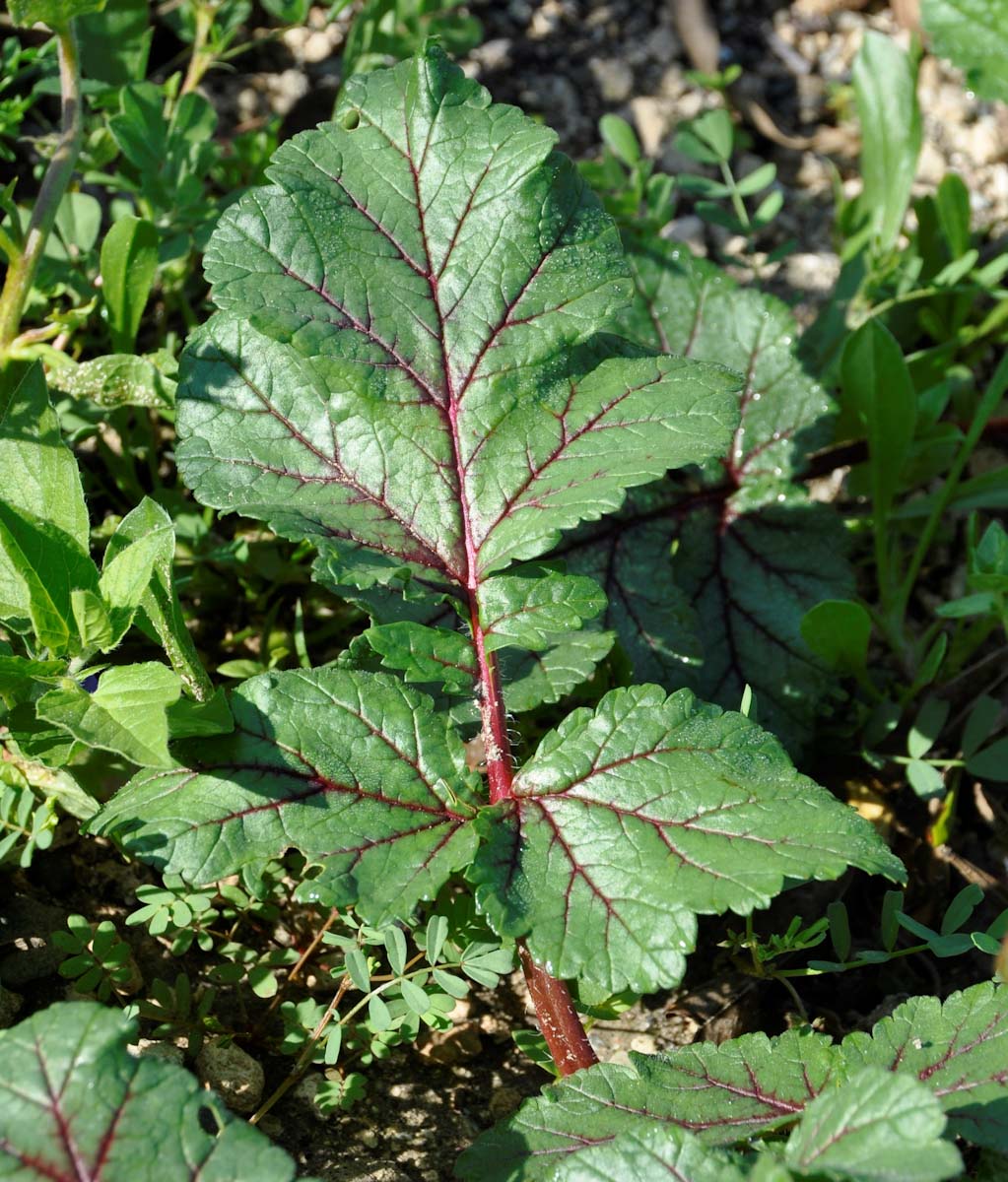 Изображение особи Erodium botrys.