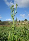 Cirsium vulgare. Отросшее после скашивания растение в фазе бутонизации в луговом сообществе, рядом справа - цветущий Cirsium ukranicum. Украина, г. Луганск, балка Мощинский яр, днище. 19.09.2019.