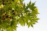 Platanus orientalis. Верхушка ветки с соплодиями. Израиль, Шарон, г. Тель-Авив, ботанический сад университета. 22.10.2018.