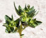 Euphorbia turczaninowii