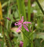 Coccyganthe flos-cuculi