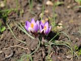 Crocus minimus. Цветущие растения (сорт 'Spring Beauty'). Краснодарский край, г. Усть-Лабинск, на приусадебном участке. 27.03.2021.