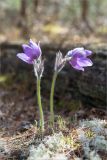 Pulsatilla patens. Цветущие растения. Ленинградская обл., Лужский р-н, окр. оз. Лебевое, беломошный сосновый бор. 01.05.2021.