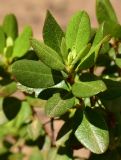 Rhododendron sichotense