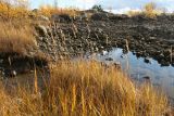 Calamagrostis neglecta. Плодоносящие растения в осенней окраске на прибрежном лугу. Мурманская обл., Кандалакшский р-н, с. Ковда; берег р. Ковда. 26.09.2021.