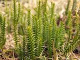 Lycopodium annotinum. Вегетативные побеги. Магаданская обл., окр. г. Магадан, побережье бухты Гертнера, в березняке южного склона. 04.05.2019.