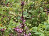 Pedicularis resupinata