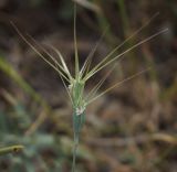 Aegilops biuncialis