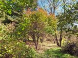 Viburnum prunifolium. Растение, принимающее осеннюю окраску. Приморский край, окр. пос. Горнотаёжное, дендрарий Горнотаёжной станции, в культуре. 11.10.2023.