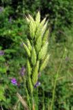 Bromus hordeaceus. Соцветие. Южный Берег Крыма, гора Аю-Даг. 27 мая 2011 г.