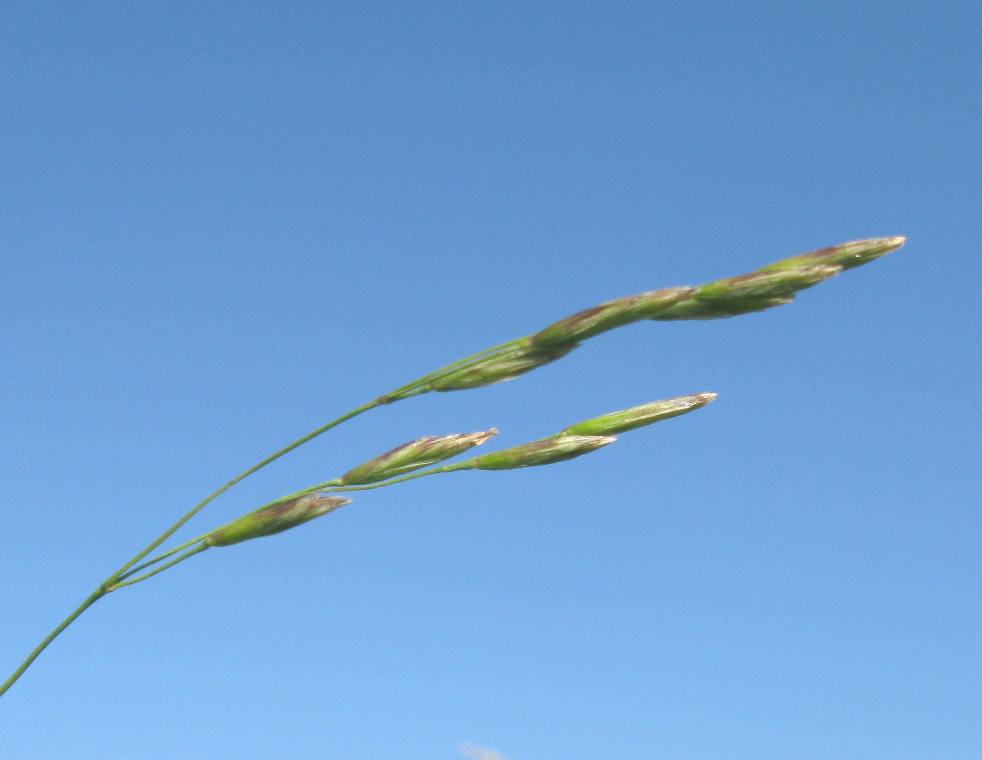 Изображение особи Scolochloa festucacea.