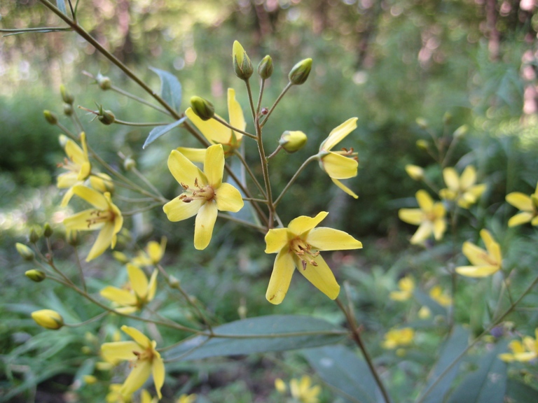 Изображение особи Lysimachia davurica.