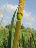 Typha latifolia