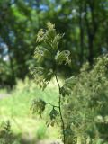 Dactylis glomerata