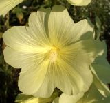 Alcea rugosa