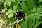 Fritillaria camschatcensis