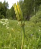 Tragopogon pratensis