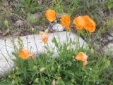 Papaver oreophilum