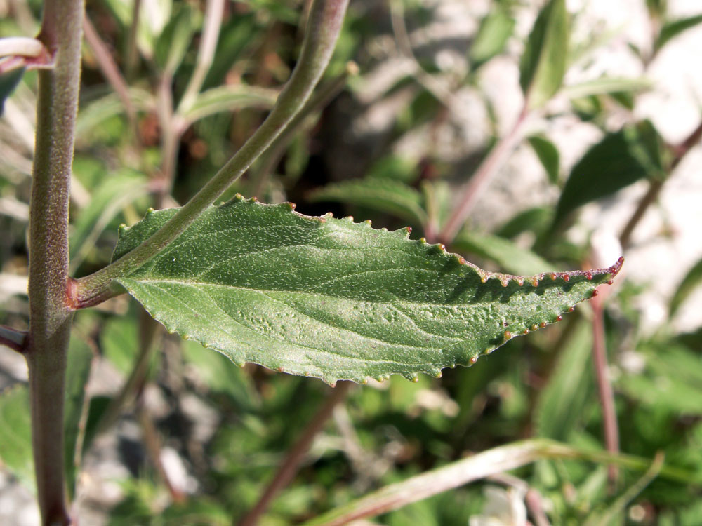 Изображение особи Epilobium cylindricum.