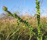 Carduus laciniatus. Верхушка побега с нераспустившимся соцветием. Краснодарский край, Новороссийский р-н, гора Рябкова. 09.11.2013.