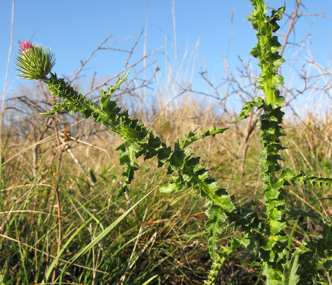 Изображение особи Carduus laciniatus.