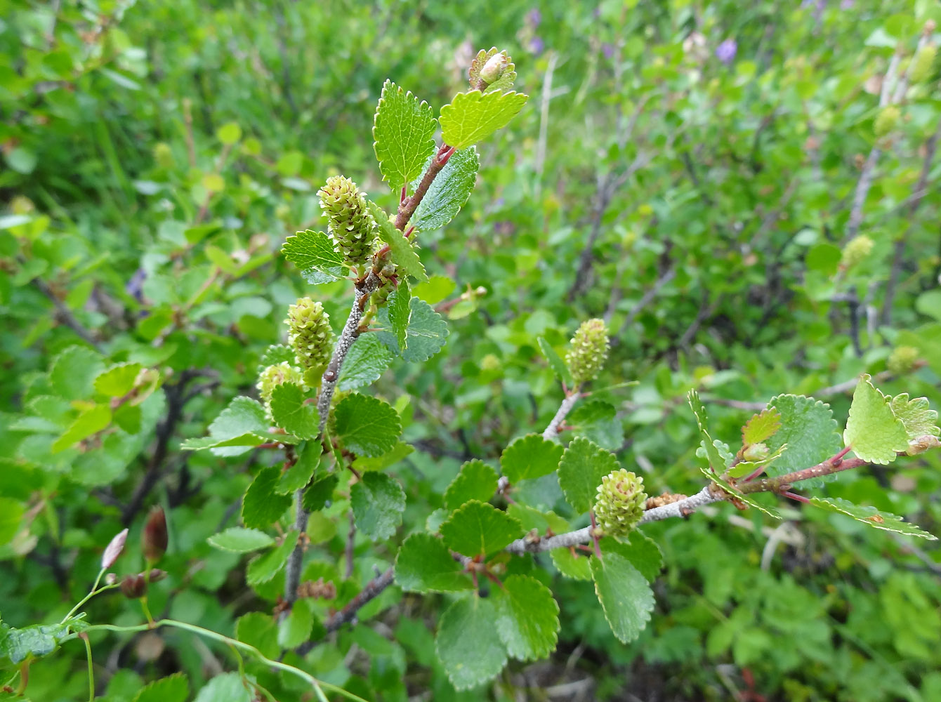 Изображение особи Betula rotundifolia.