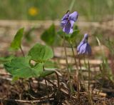 Viola epipsiloides. Цветущее растение. Амурская обл., среднее течение р. Деп. 30.05.2012.